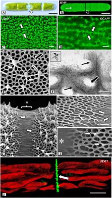 Experimental Manipulation of Pectin Architecture in the Cell Wall of the Unicellular Charophyte, Penium Margaritaceum